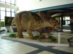 Triceratops i Celofyz